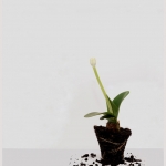 Kracht - Willie Graat