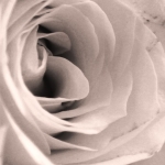 Organisch - Petra van Loon