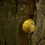 Organisch - Anne Kiwitz