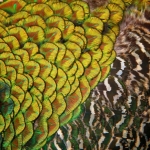 Organisch - Anne Kiwitz