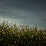 Organisch - Jan Hoetink