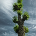 Organisch - Jan Hoetink