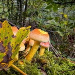 Organisch - Linda Overbeek