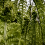 Organisch - Linda Overbeek