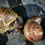 Organisch - Martin van der Kemp