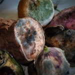 Organisch - Michiel Hageman