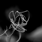 Organisch - Monique Hofstad