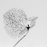 Organisch - Monique Hofstad