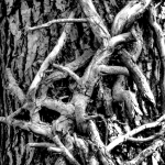 Organisch - Hennie Jansen