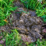 Organisch - Hennie Jansen