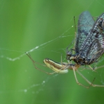 Organisch - Paul Roelofs