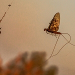 Organisch - Paul Roelofs