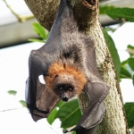 Ondersteboven - Jos Palm