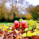 Surrealisme - Willie Graat