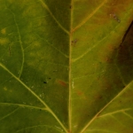 Tijd - Monique Hofstad