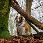 Zelfde voorwerp I - Hennie Jansen