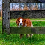 Zelfde voorwerp II - Hennie Jansen