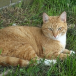 Zelfde voorwerp I - Jos Palm