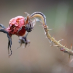 Minimalisme - Michiel Hageman