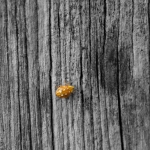 Minimalisme - Karin Ormel