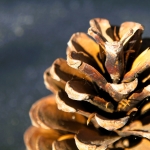 Gulden Snede - Petra van Loon