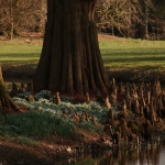 Gulden Snede - Anne Kiwitz