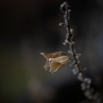 Gulden Snede - Monique Hofstad