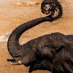 Gulden Snede - Leontine Ratering