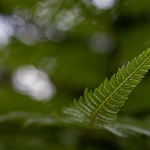 Gulden Snede - Linda Overbeek