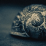 Gulden Snede - Paul Roelofs