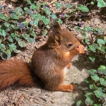 Vrije opdracht - Anne Kiwitz