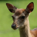 Vrije opdracht - Jos Palm