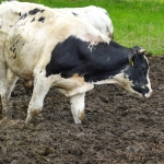 Vrije opdracht - Jos Palm