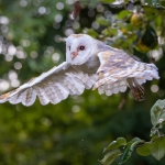 Vrije opdracht - Karin Ormel
