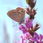 Vrije opdracht - Michiel Hageman