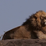 Vrije opdracht - Nico Tiemessen
