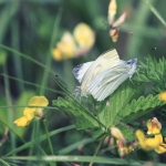 Vrije opdracht - Paul Roelofs