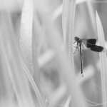 Vrije opdracht - Paul Roelofs