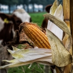 Voedsel - Hennie Jansen