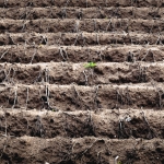 Voedsel - Jan Hoetink