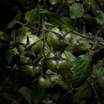 Voedsel - Jan Hoetink