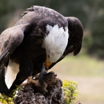 Voedsel - Karin Ormel