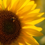 Voedsel - Leontine Ratering