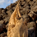 Voedsel - Michiel Hageman