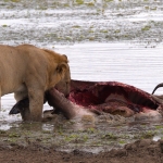 Voedsel - Nico Tiemessen