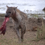 Voedsel - Nico Tiemessen