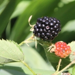 Voedsel - Petra van Loon