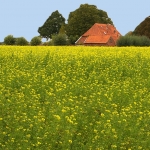 Voedsel - Willie Graat