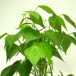 Voedsel - Willie Graat