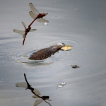 Verbinding - Martin van der Kemp